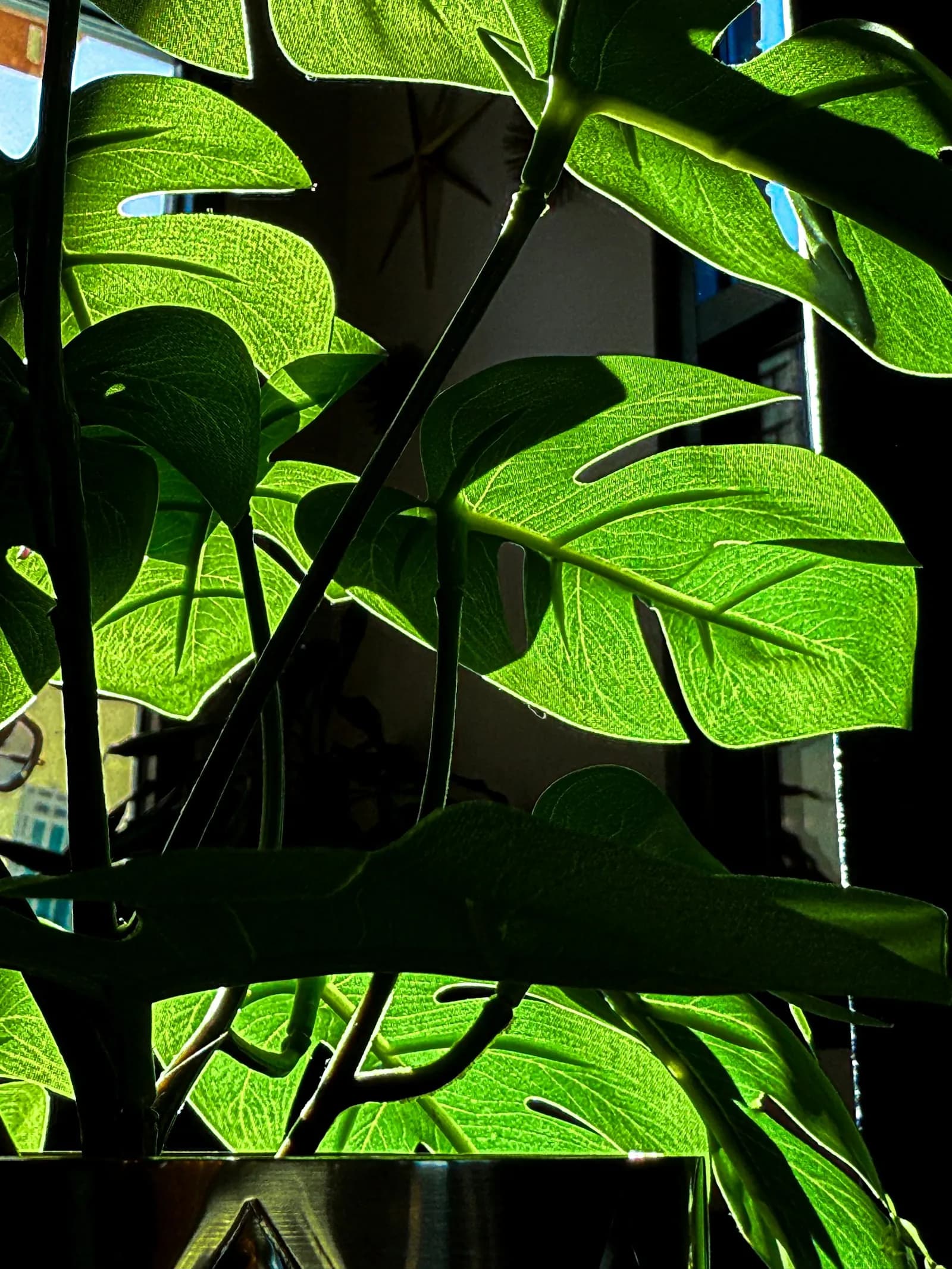 Sunlight revealing the texture of Monstera leaves