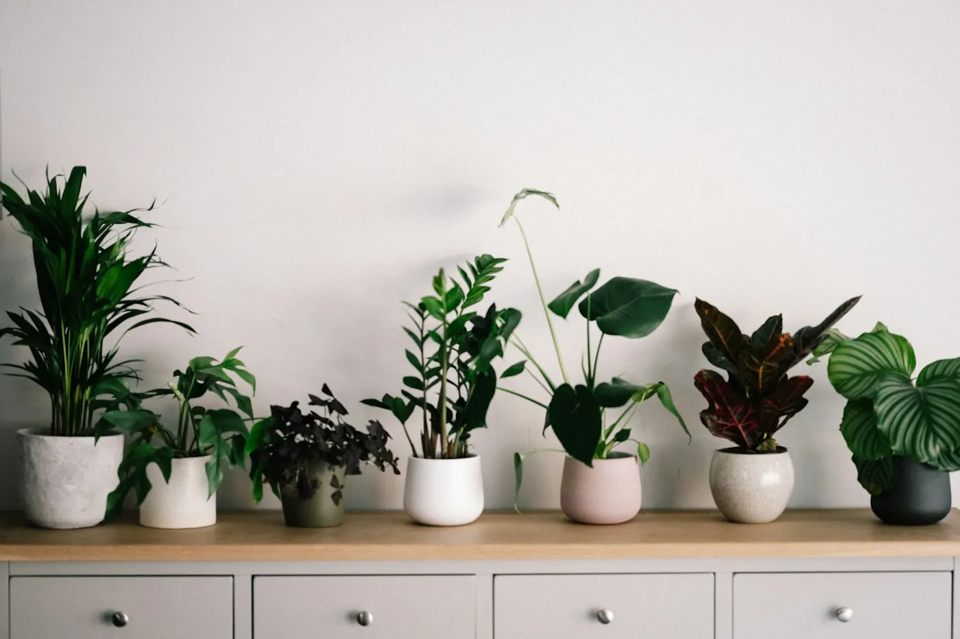 Indoor plants in white ceramic pots on a sideboard