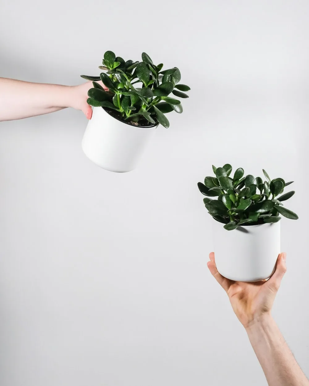 Crassula Ovata