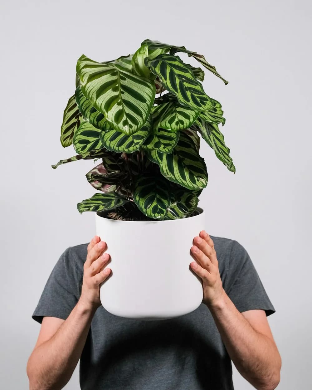 Calathea Makoyana