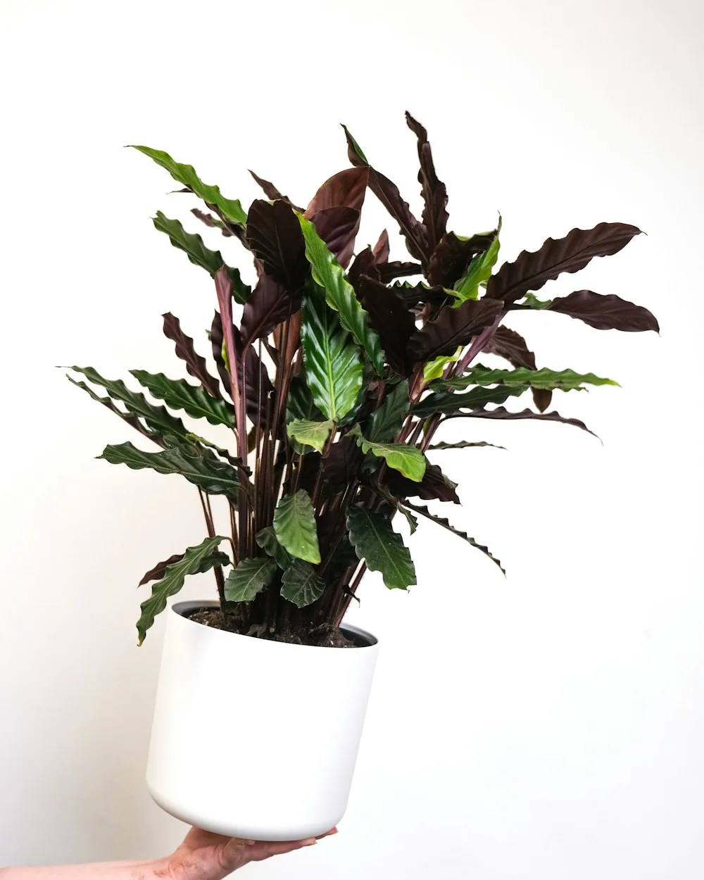 Calathea Rufibarba