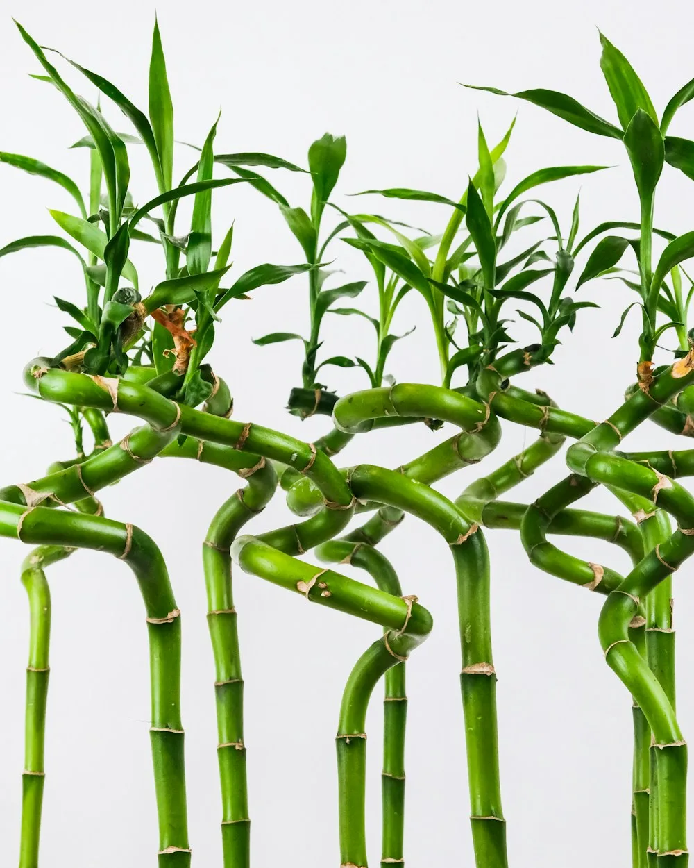 Lucky Bamboo