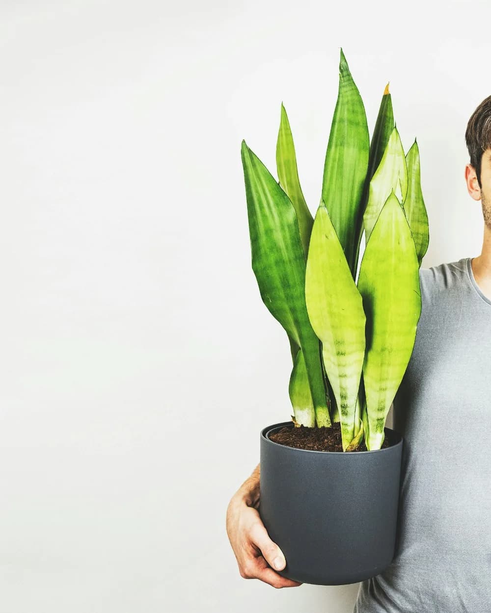 Sansevieria Moonshine