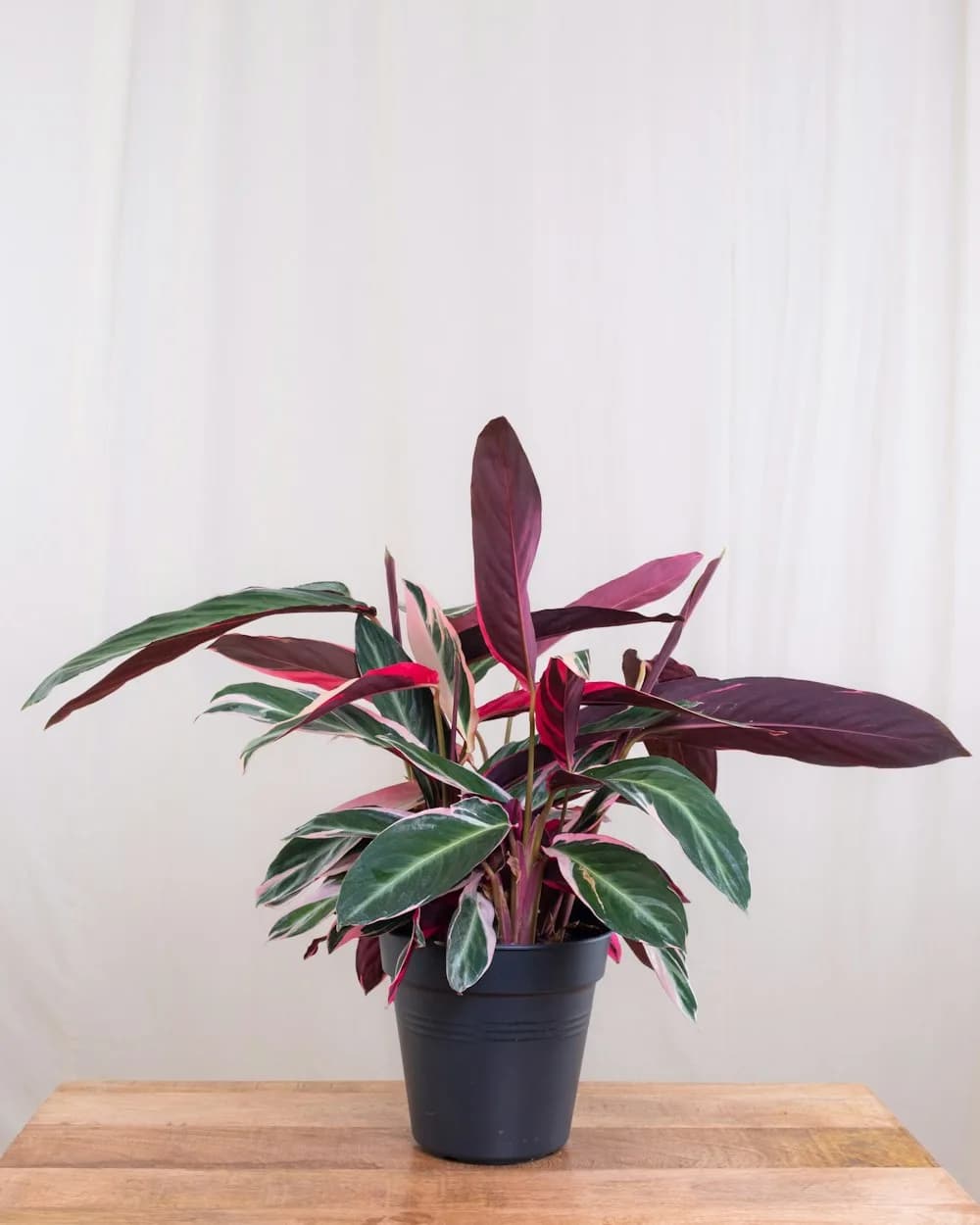 Stromanthe Triostar