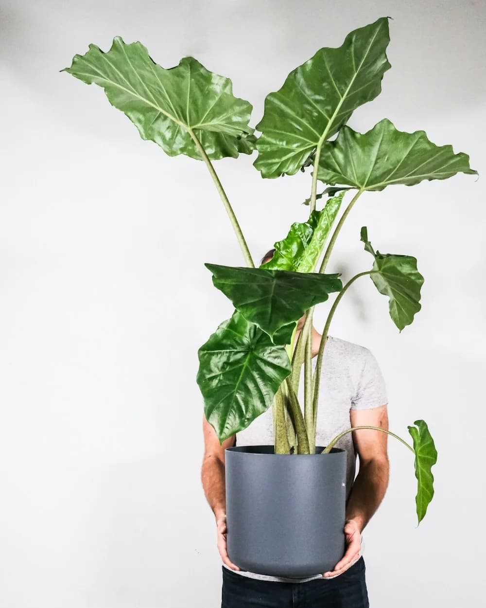 Alocasia