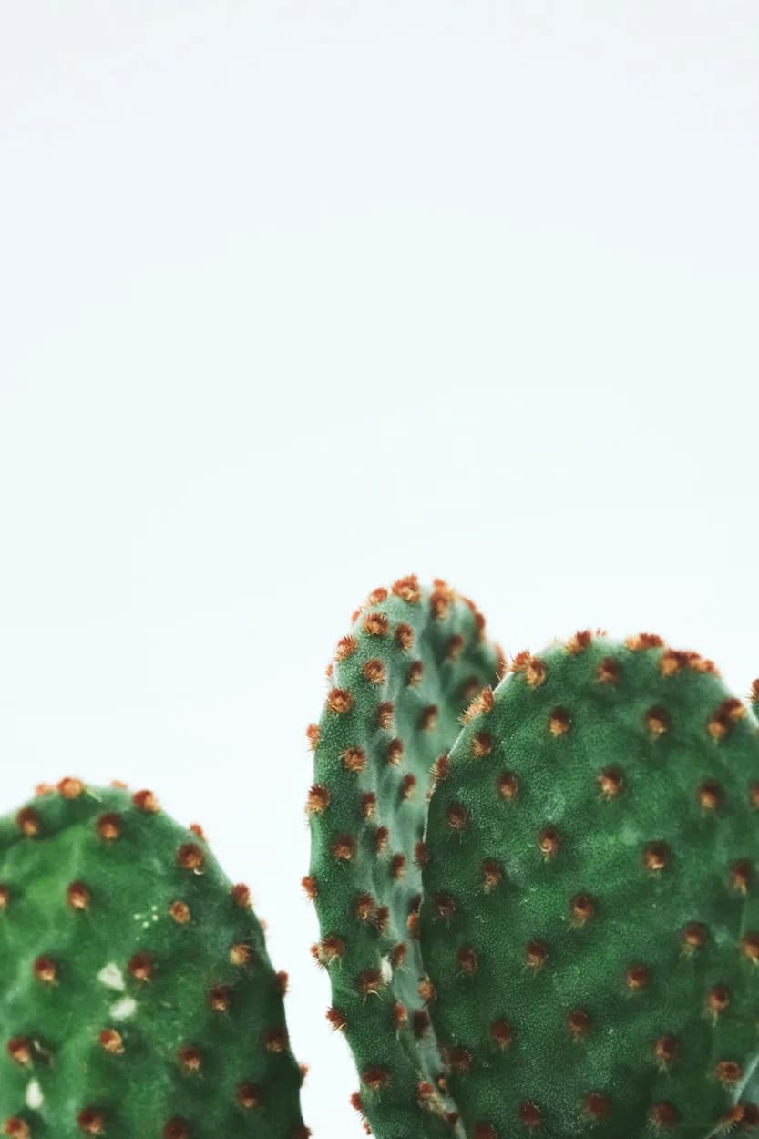 Cactus Mix