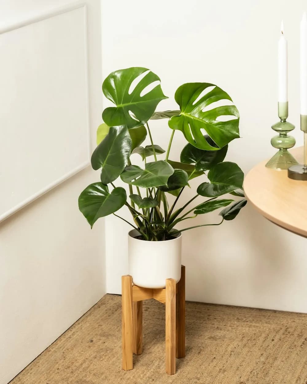 Monstera Deliciosa