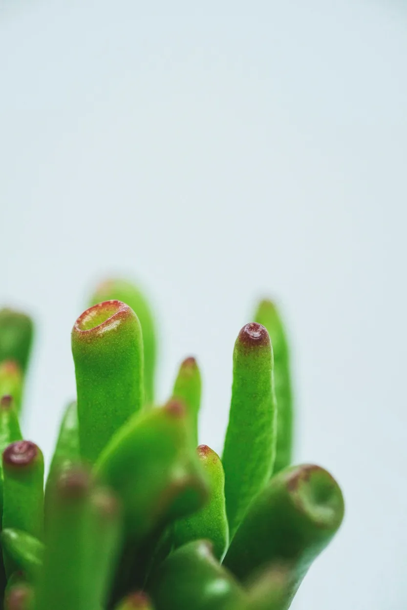 Succulent mix