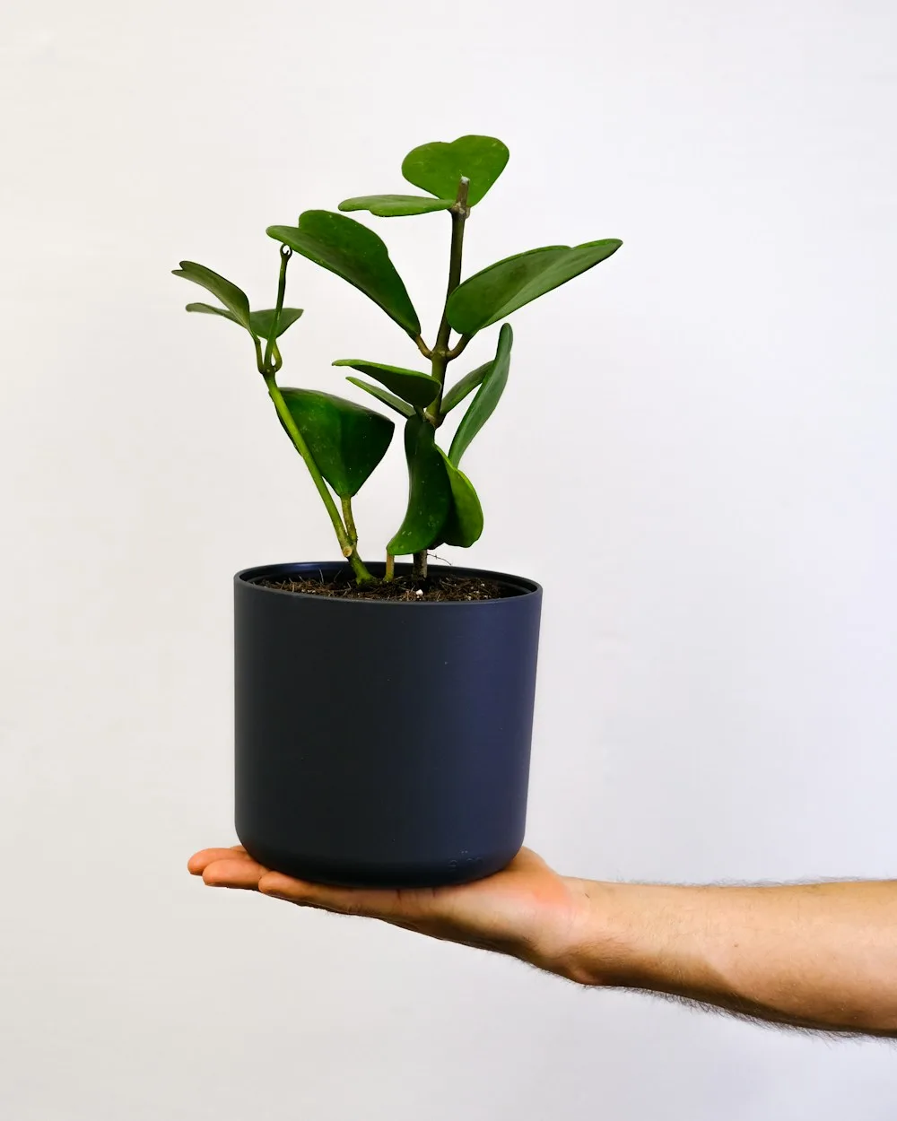 Hoya Kerrii