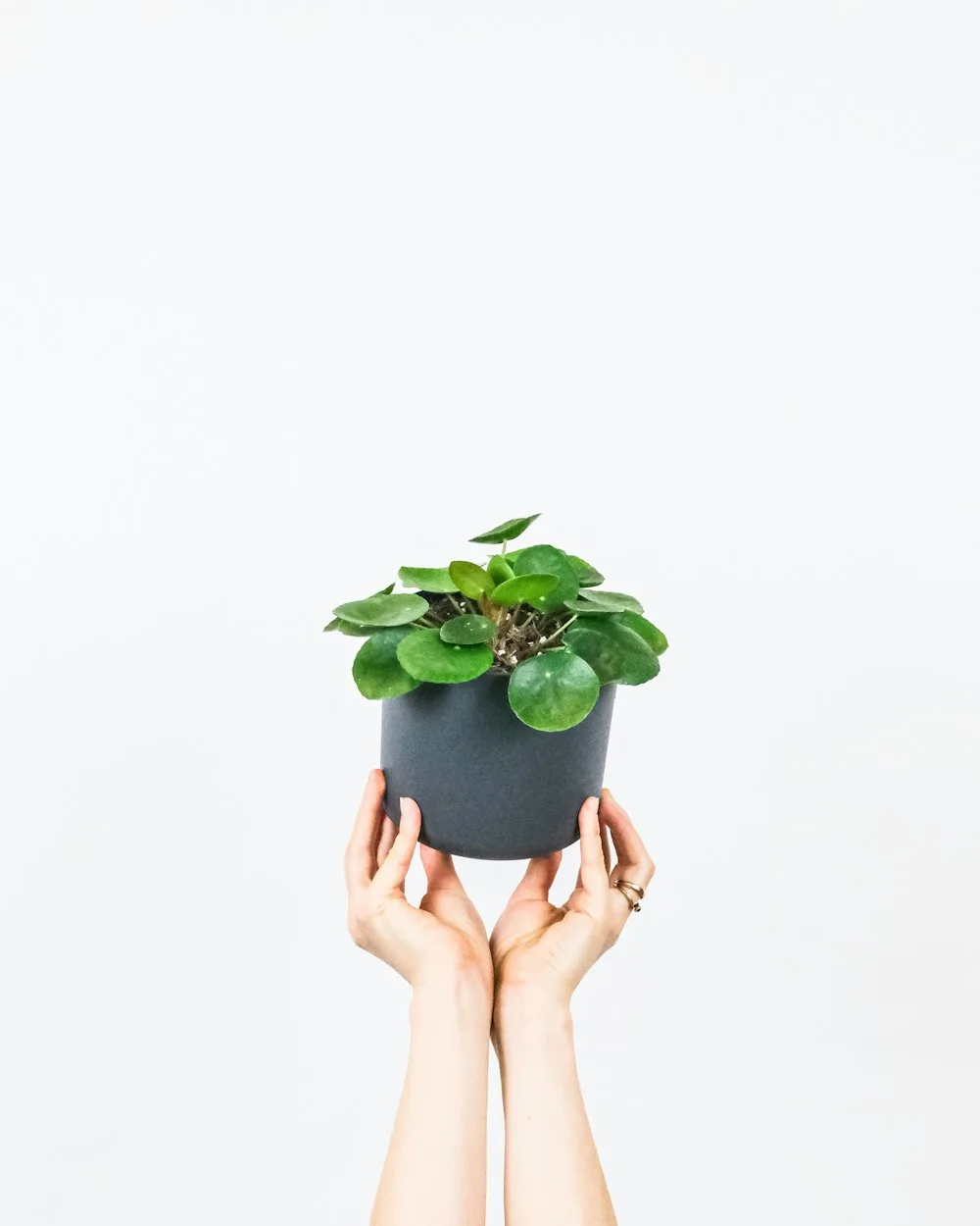 Pilea Peperomioides