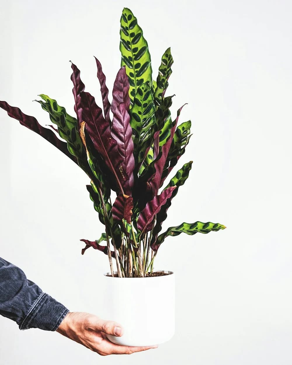 Calathea Lancifolia