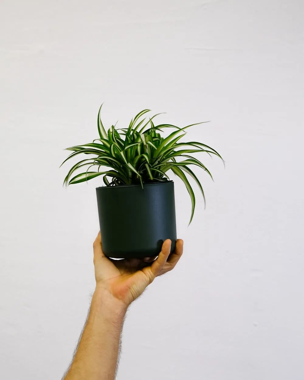 Chlorophytum