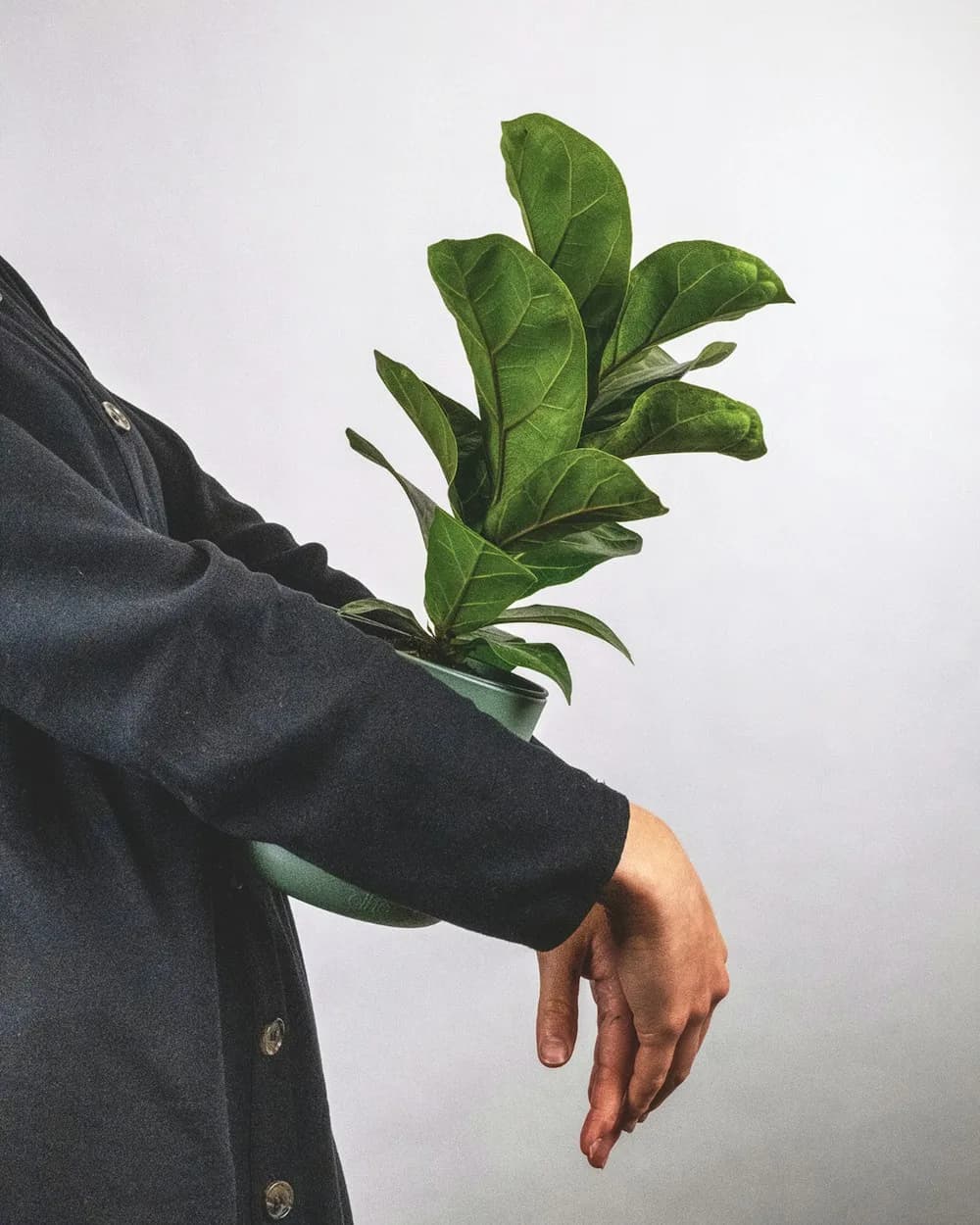 Ficus Lyrata Bambino