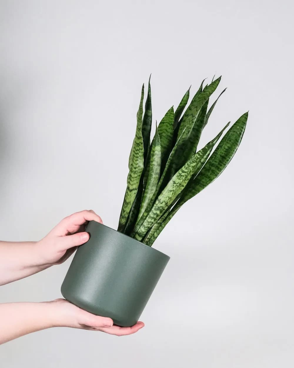 Sansevieria