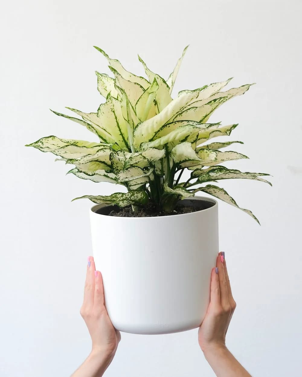 Aglaonema White Kiwi