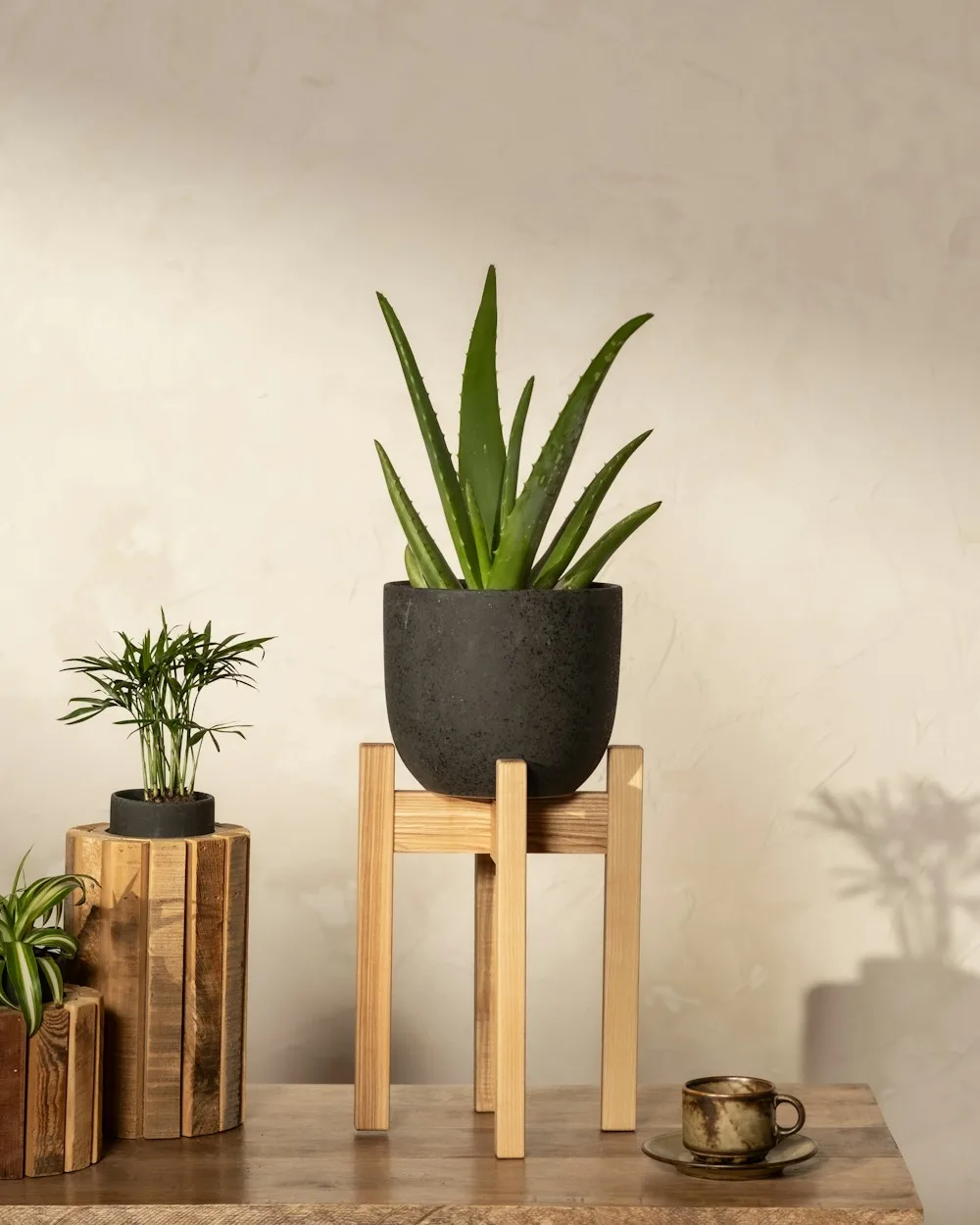 Aloe