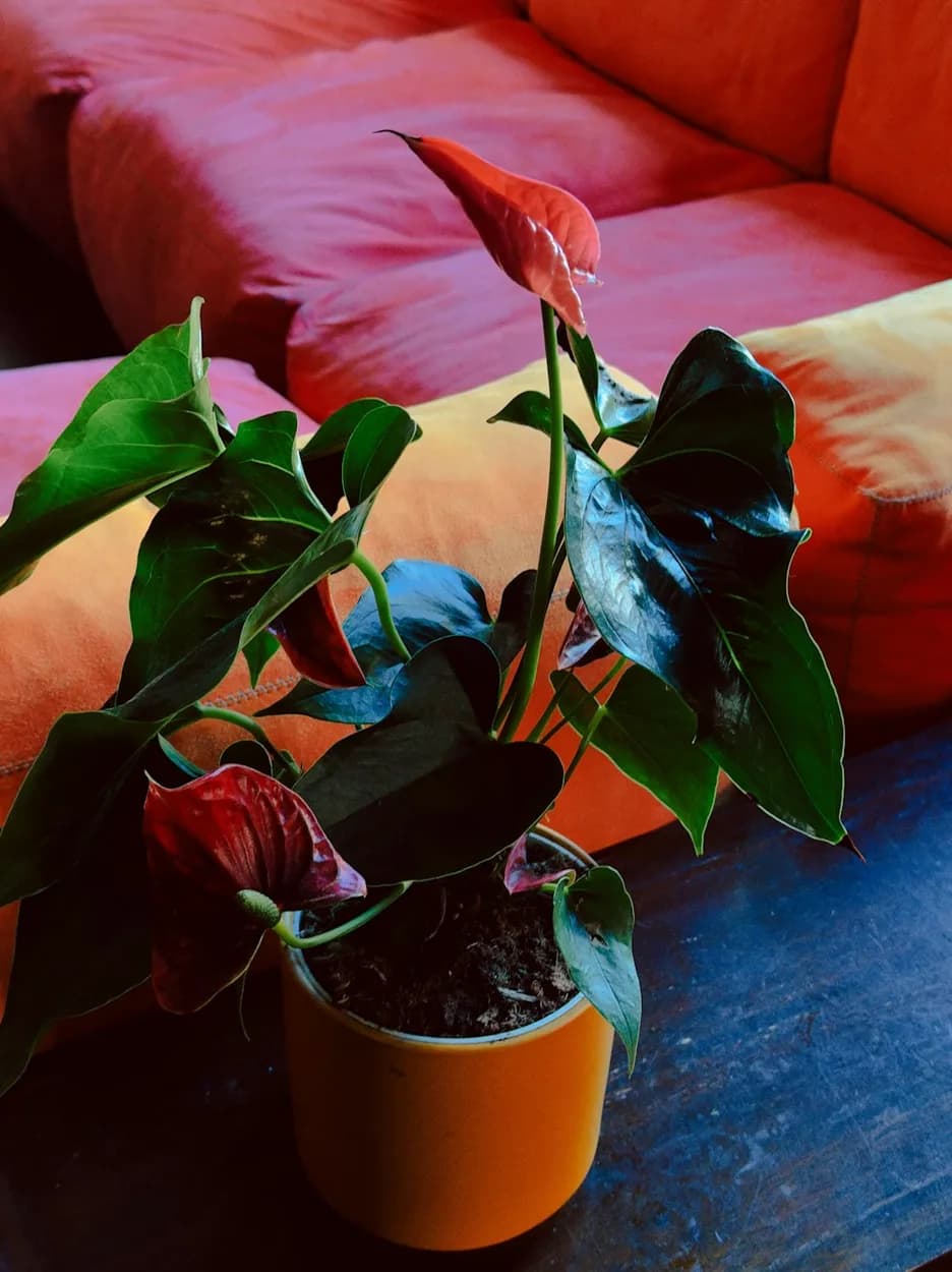 Anthurium · Red