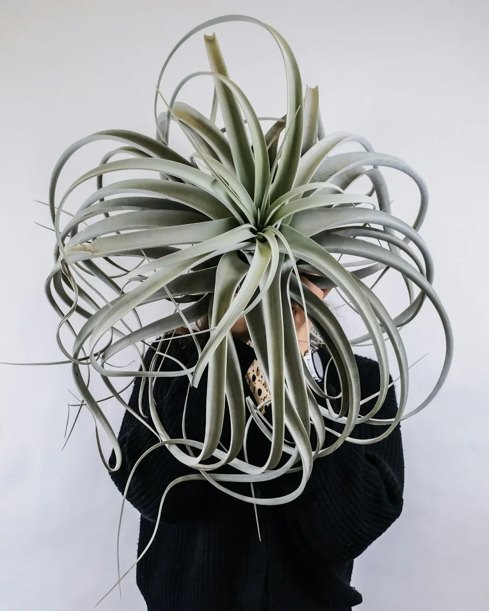 Тилландсия Xerographica