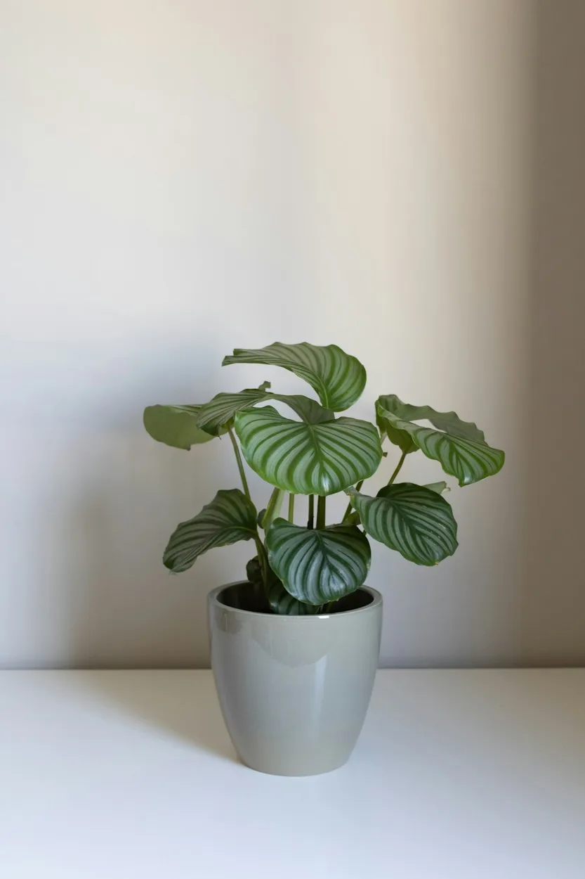 Calathea Orbifolia