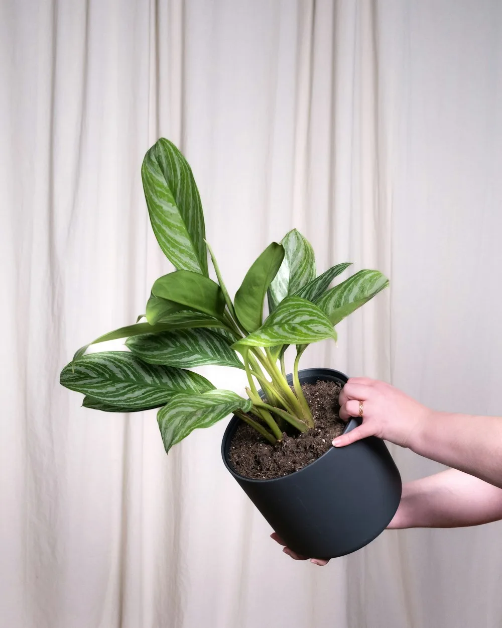 Aglaonema Stripes
