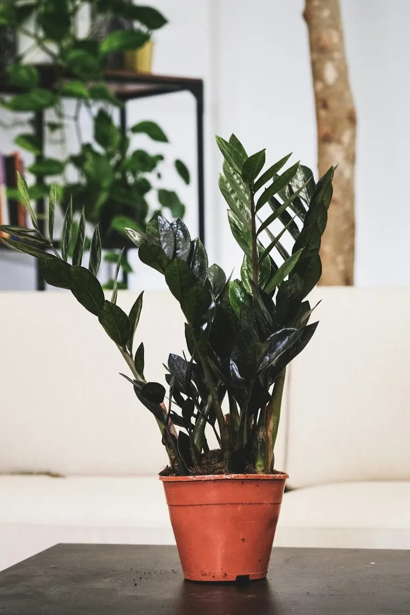 Zamioculcas Raven