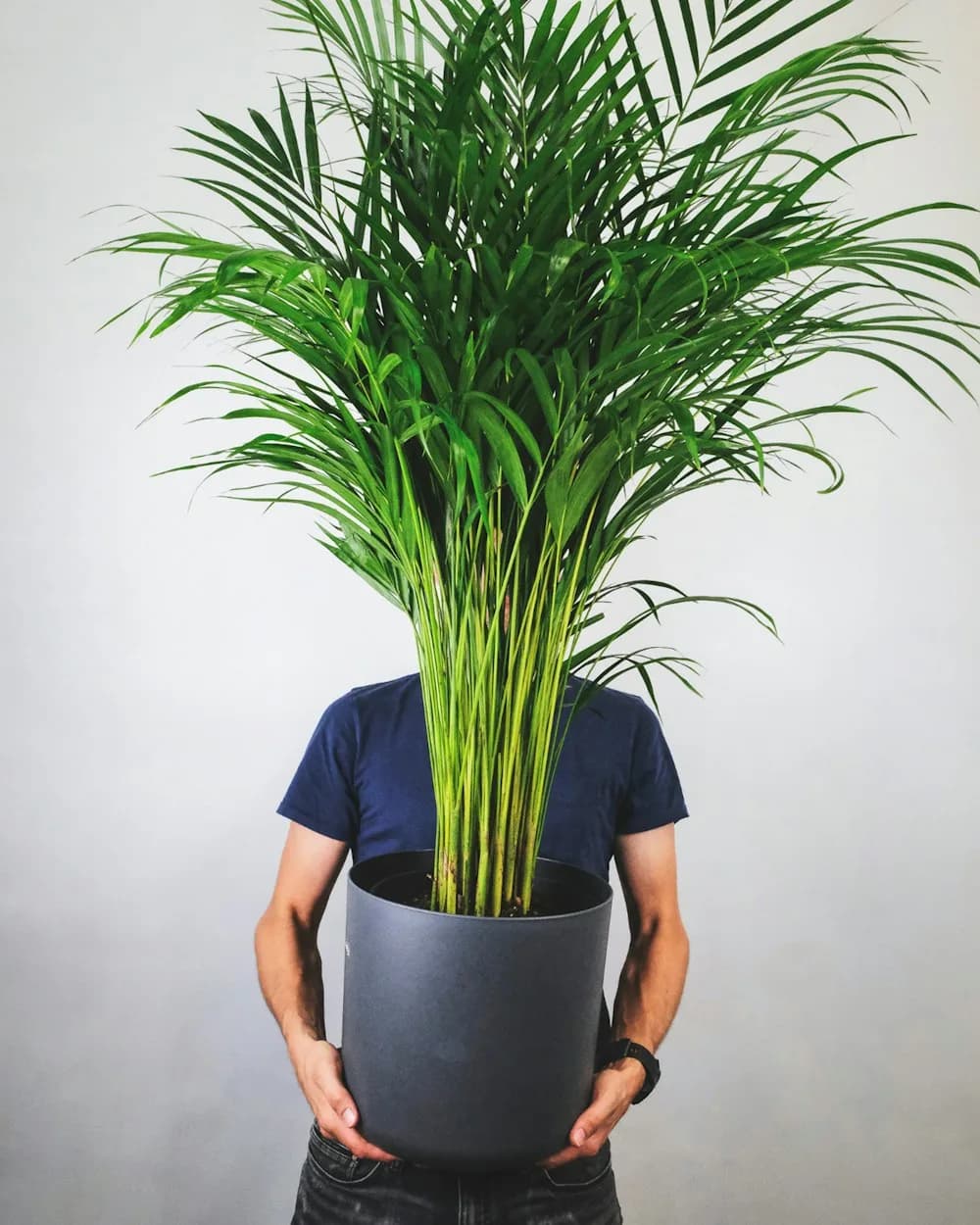 Palmier Areca